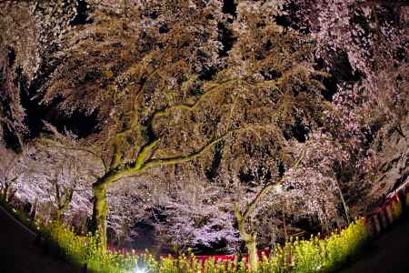壮観の夜桜