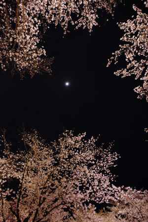 おぼろ月夜の夜桜