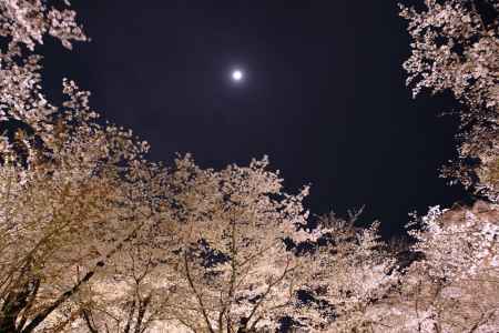 桜雲と月夜