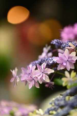   甘味処の紫陽花