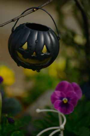 ハロウィン　黒かぼちゃ