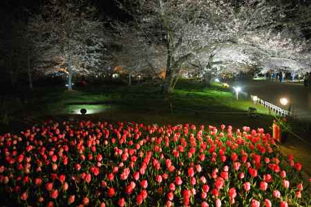 京都府立植物園 桜ライトアップ2024