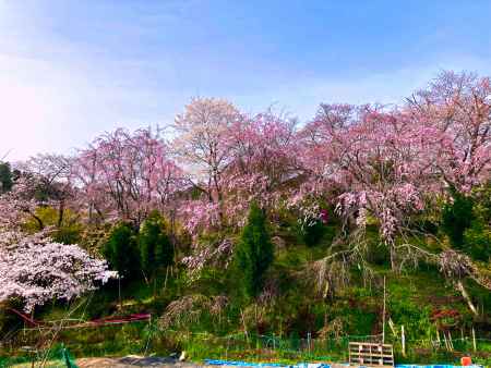 京の秘境　桜咲く　2024