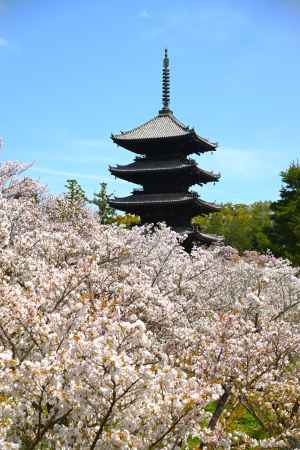 御室桜と五重塔
