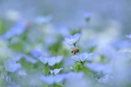蜜蜂と瑠璃唐草