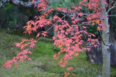 勝林寺　庭の紅葉