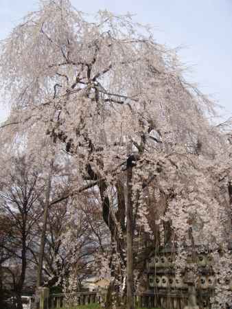 大石神社　枝垂桜