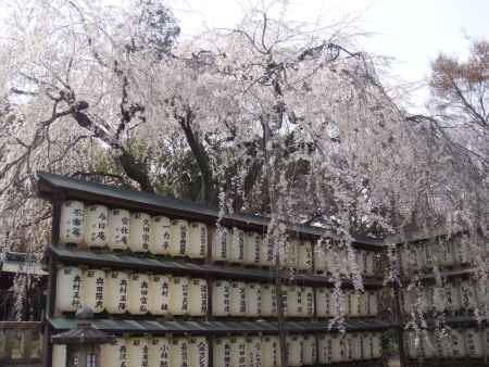 大石神社　枝垂桜と提灯