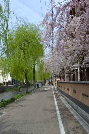白川　柳と桜