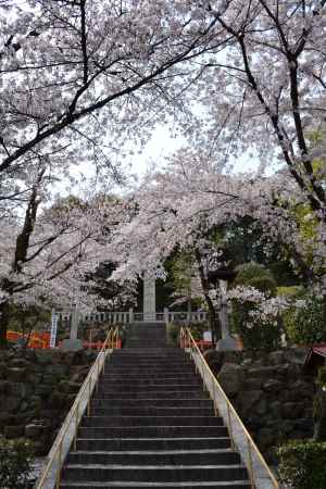 建勲神社　桜のトンネル
