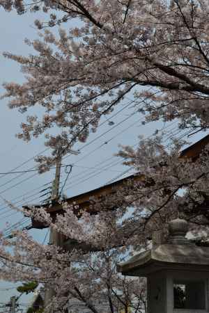 建勲神社　灯篭と桜