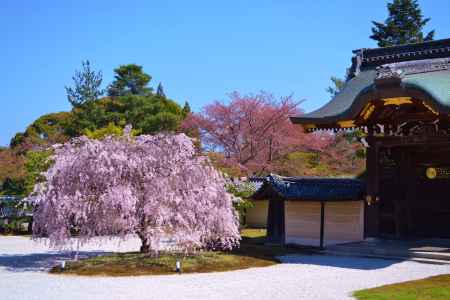 大覚寺　勅使門と枝垂桜