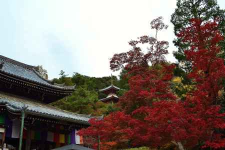 盛秋の今熊野観音寺