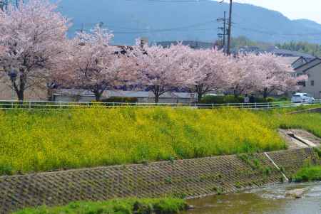 桜と菜の花　山科川