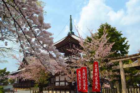 多宝塔と桜　本法寺