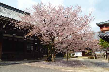 本堂の桜　本法寺
