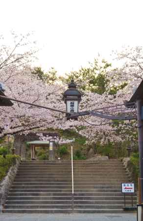 桜　石塀小路