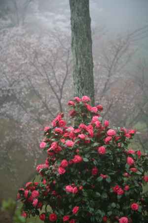 比叡山に咲く椿と桜
