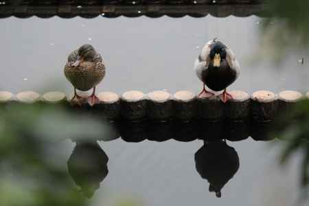 龍安寺 鏡容池の鴨