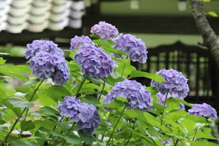 天龍寺　庭園の紫陽花