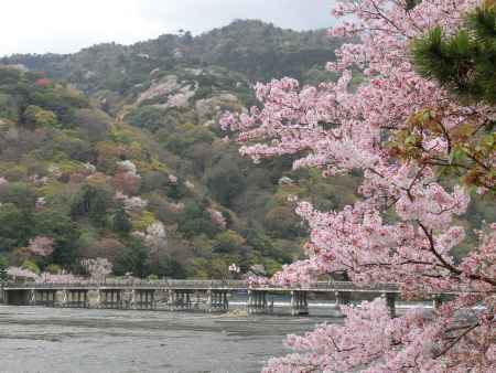 嵐山・渡月橋と桜