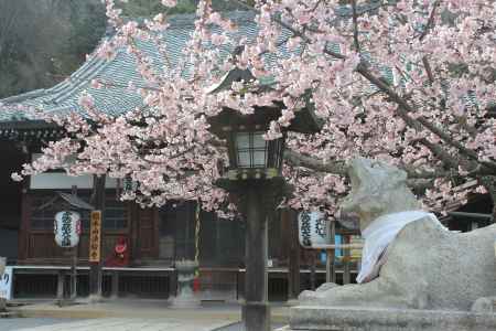 虚空蔵法輪寺本堂の桜
