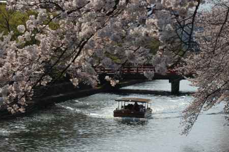 琵琶湖疎水の桜