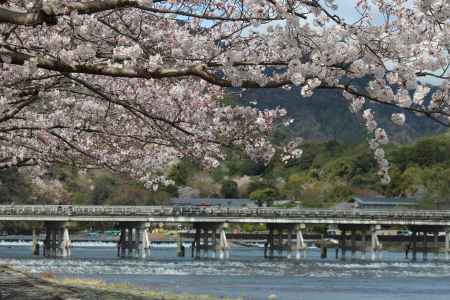 嵐山渡月橋と桜2