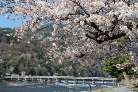 嵐山の桜3