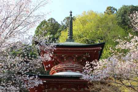 虚空蔵法輪寺の桜