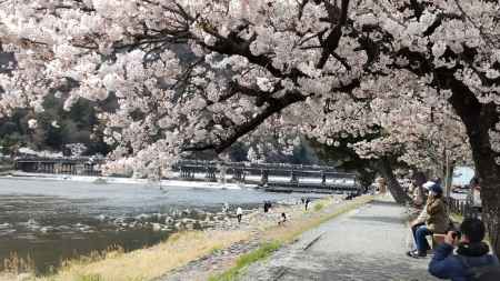 嵐山の桜2