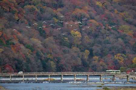 嵐山　渡月橋4