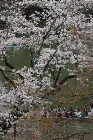 嵐山公園の桜と屋形船