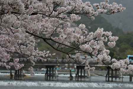嵐山公園の桜