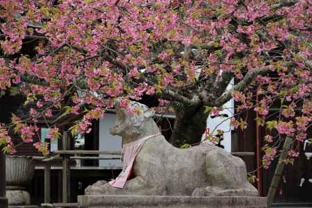 虚空蔵法輪寺　桜と狛犬
