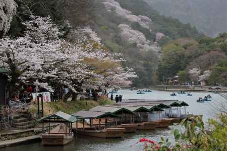 嵐山公園の桜2