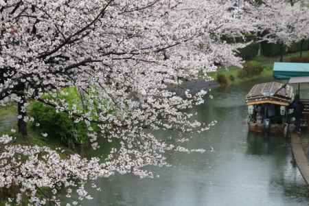 伏見十石舟と桜