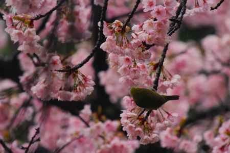 醍醐寺の桜と鳥