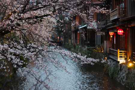 祇園白川沿いの桜