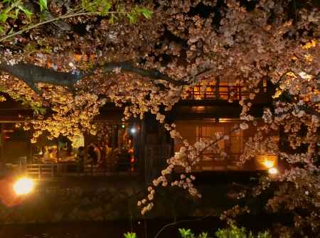 祇園白川沿いの桜