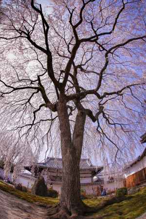 本満寺と枝垂れ桜