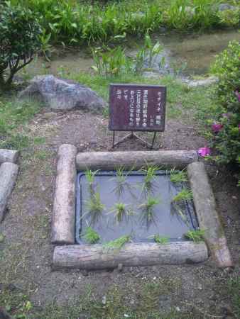平安神宮のお庭のたんぼ