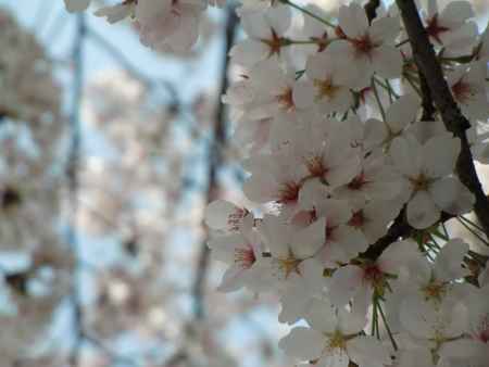 桜2祇園白川