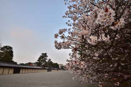 京都御所朔平門と桜