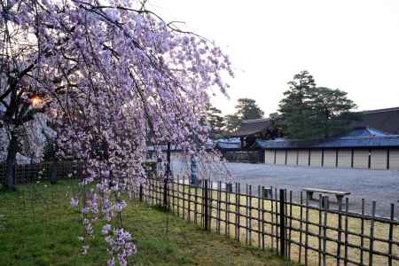 近衛邸跡の枝垂れ桜