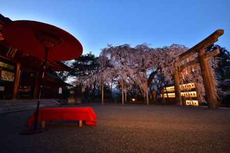 大石神社の夜桜