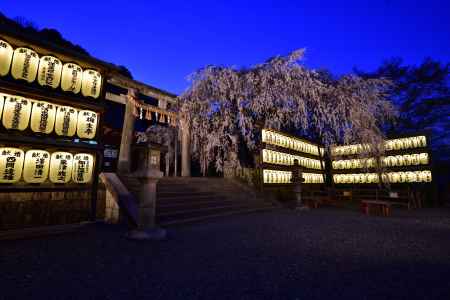 大石神社の枝垂れ桜下段
