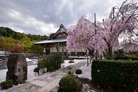 圓光寺の桜吹雪