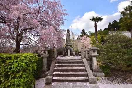 圓光寺の枝垂れ桜