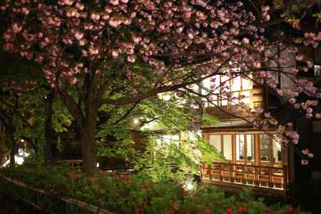 祇園白川　夜桜